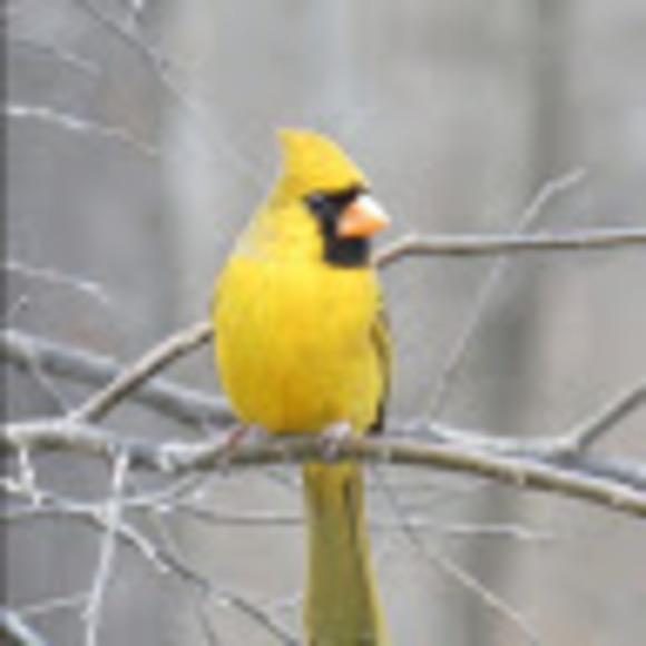 Meet your Posher, Adra - Picture 1 of 1